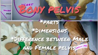 Bony pelvis [upl. by Armalla]