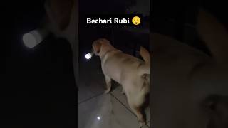 Rubi Fir Se Pakdi Gayi 😉 ll labra rubi ll labrador youtubeshorts doglover shorts viralshorts [upl. by Caruso]