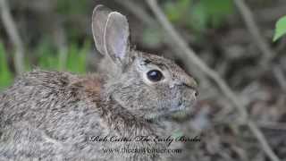 EASTERN COTTONTAIL RABBIT feeding Sylvilagus floridanus [upl. by Abehsile]