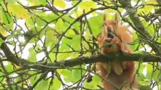 Eichhörnchen knabbert vertrocknete Pflaume [upl. by Anaer]