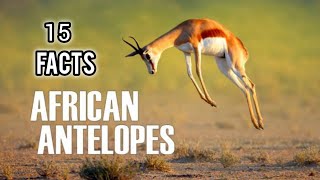 African Antelope Interesting And Amazing Facts About Antelope [upl. by Tawney]