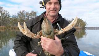 Catching Big Murray River Crayfish Freshwater Crayfish Euastacus armatus Australian inland rivers [upl. by Biegel910]