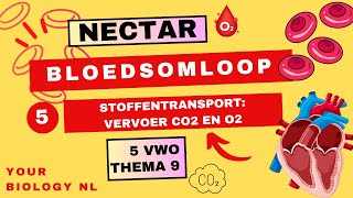 5 vwo  Bloedsomloop  5  Stoffentransport transport van CO2 en O2 [upl. by Oralie599]