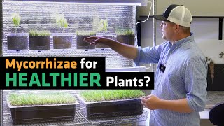 Does Mycorrhizae Improve Plant Growth [upl. by Aneerbas905]