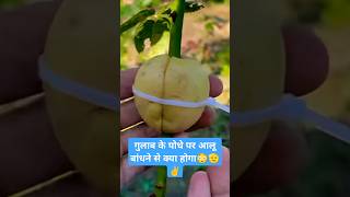 Plant propagation skills using potato shorts shortvideo ytshorts youtubeshorts skills garden [upl. by Yblok]