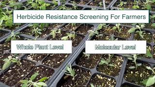 Herbicide Resistance Testing Can Be Hard to Find Here’s What Montana State Offers [upl. by Nagaer244]