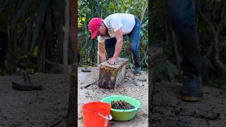 Sacando una miel sería de mi casa vivirenelcampo cocina campesinos [upl. by Pollitt]