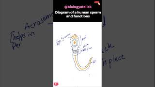 Diagram of human sperm easy [upl. by Ahsaret833]