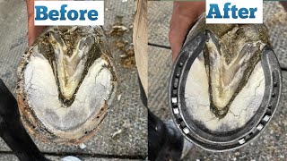 Hoof satisfying and shoeing horse asmr satisfying farrier farrierlife [upl. by Sregor]