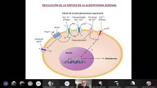 Exceso de mineralocorticoides Incidentaloma Insuficiencia suprarrenal [upl. by Neve222]