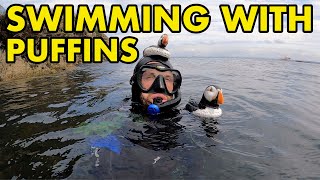 Swimming with Puffins UK [upl. by Oiluj391]