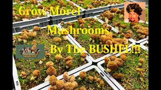 Grow Your Own Morel Mushrooms by the Bushel DIY Proven Documented Methods even Indoors [upl. by Kcirdef549]