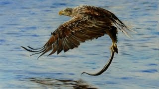 How to paint an Eagle [upl. by Enawd95]