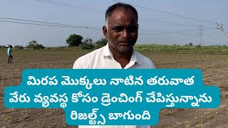 వేరువ్యవస్థా కోసం డ్రేంచింగ్soil drenching in chilliradifarmnpkfertilizerfungicideమిరపyt [upl. by Dreher763]