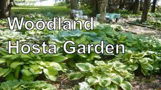 How to Design a Hosta Woodland Shade Garden [upl. by Saphra784]