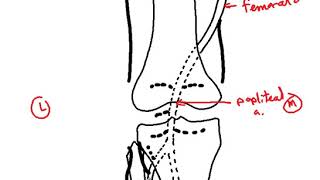 anastomosis around knee joint DR SAMEH GHAZY [upl. by Nahgeam]