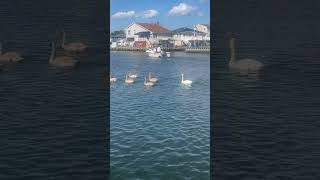 Swan Song swans longisland love [upl. by Kcirddot537]