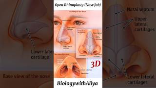 Open Rhinoplasty Nose Job  medical animation 3d short  BiologywithAliya [upl. by Charin]