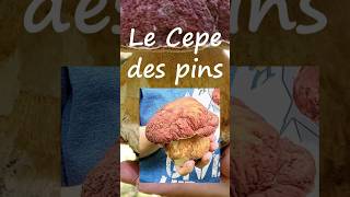 Magnifique cèpe des pins  été 2024 [upl. by Anitserp]