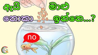 ඇයි මාළු කන්නෙ නැත්තෙ  REASONS why fish REJECT food [upl. by Odette]