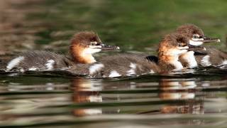 Adirondack Camping Kayaking and Wildlife wildlifephotoghraphy camping kayaking adirondacks [upl. by Icaj]