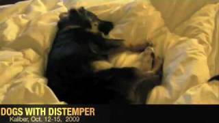 Keep The Faith Hope for Distemper Dogs [upl. by Jehias266]