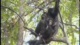 Chimpanzees at Serengeti National Park  Part 1 [upl. by Llenna548]