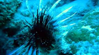 Shark Lionfish Eel ate Lionfish Scuba Diving Riviera Beach Florida [upl. by Eloise]