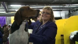 Treeing walker coonhound shines at dog show [upl. by Aihsekal617]