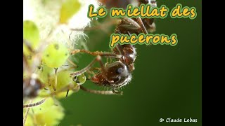 miellat pucerons fourmis [upl. by Aliuqet]