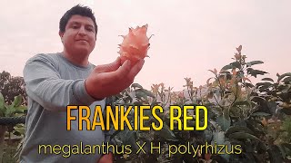 Pitahaya Frankies Red brix Pitahaya en Perú [upl. by Enuj]