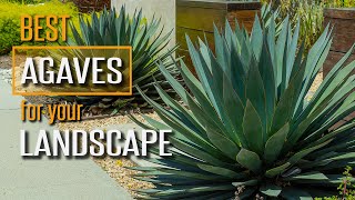 Watch This Before You Buy Agave Plants PS I have a Favorite [upl. by Sidonie]