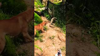 Comado vs dog 🐕 remix animals babyanimal ytshorts shorts shortsfeed [upl. by Rothwell]