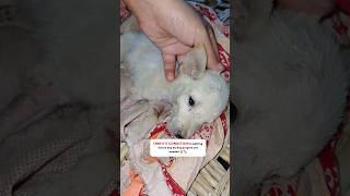 Puppy with pancreatitis pain 😿animalsrescue pancreatitis pets [upl. by Lock]