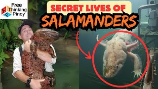 Nakakita Ka na ba nito Misteryosong Salamander Halimaw nga ba AXOLOTL [upl. by Nenerb]