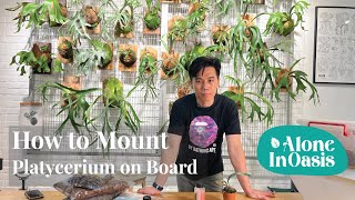 How to Mount Staghorn Fern Platycerium on Board  Simple StepbySteps Guide [upl. by Julianna]