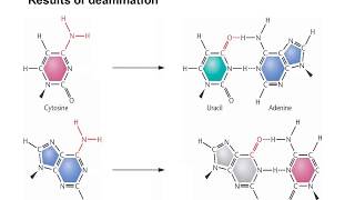 Molecular mechanism of spontaneous mutations [upl. by Noy]