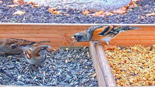 Rare sighting Brambling Fringilla montifringilla  Recke Germany  Nov 02 2020 [upl. by Bocyaj]