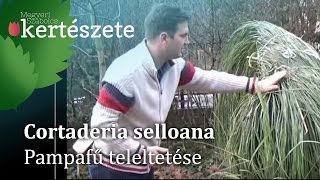 Cortaderia selloana  Pampafű teleltetésetéli gondozása [upl. by Anisamoht]