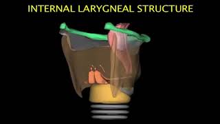 Larynx Animation [upl. by Anna-Diana]