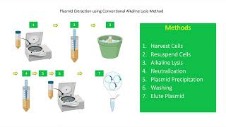 How To Perform Plasmid DNA Extraction Using Alkaline Lysis Method [upl. by Pega87]