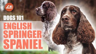 Discover The English SPRINGER SPANIEL  Dog Breed 101 Video [upl. by Alleinnad]