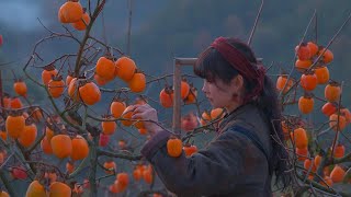 Harvesting and processing wind hanging persimmons [upl. by Ariuqahs]