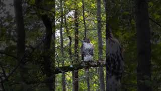 Red tailed hawk sighting during afternoon walk [upl. by Busey]