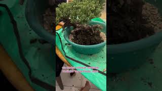 procumbens bonsai replant 盆栽 [upl. by Sherourd249]