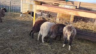 Romanov Katahdin Cross Sheep [upl. by Aihsenrad]