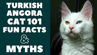 Turkish Angora Cats 101  Fun Facts amp Myths [upl. by Sairu]