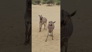 Nice Donkey animals donkeyvillage funnyanimal ytshortsvideo wildlife donkey [upl. by Hanyaz]