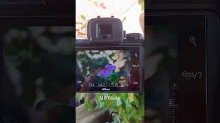 Nikon Z50 photography testing🔥💯1650 lence MB Clicksyoutubeshorts nikonz50 viral shorts [upl. by Abla]