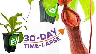 30day timelapse Nepenthes Alata grows its first pitchers to maturity and catches some bugs [upl. by Aicilav]